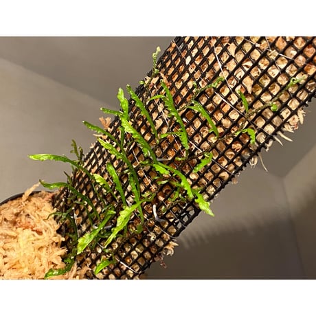 Teratophyllum aculeatum from Nanga pinoh [TB]