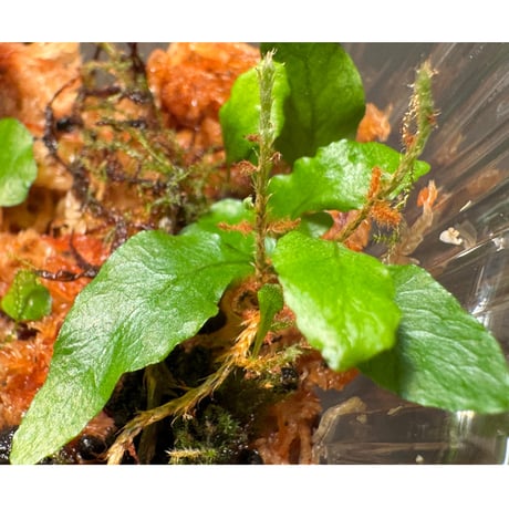 Microgramma heterophylla 伊藤蟻植物農園