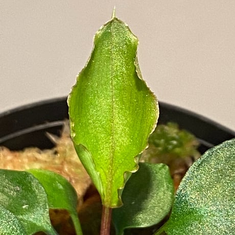 Homalomena sp. from Tambunan [TK200217]