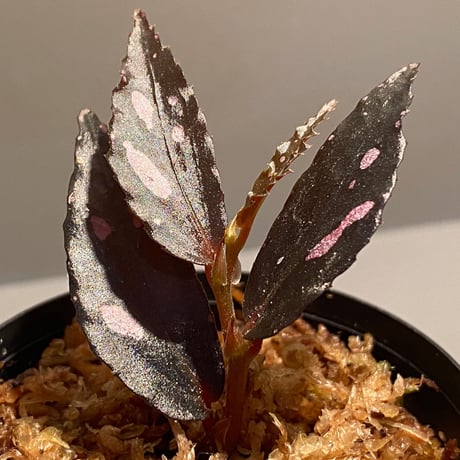 Begonia sp. from Julau [R1214-01b]
