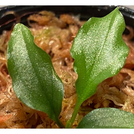Homalomena sp. from Riau sumatera [LA1119-02]