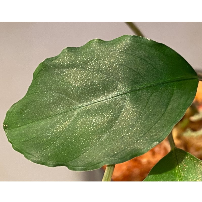 Bidayuha Crassispatha Kalimantan Barat中株 Bucephalandra sp. 