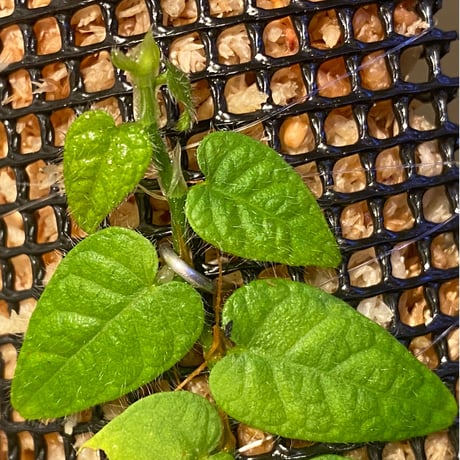 Ficus sp. "Nanga pinoh" [TB] ①