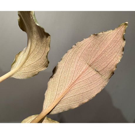 Homalomena sp. "Platinum Velvet" from Kepulauan Riau [KN] ②