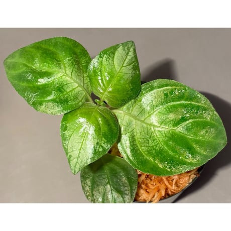 Gymnostachyum sp. "type C" f1 from Aceh Selatan [HW0816-02]