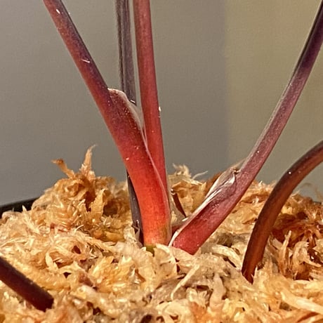 Homalomena sp."赤鉄鉱” from Kepulauan Riau [SGP import] KZT