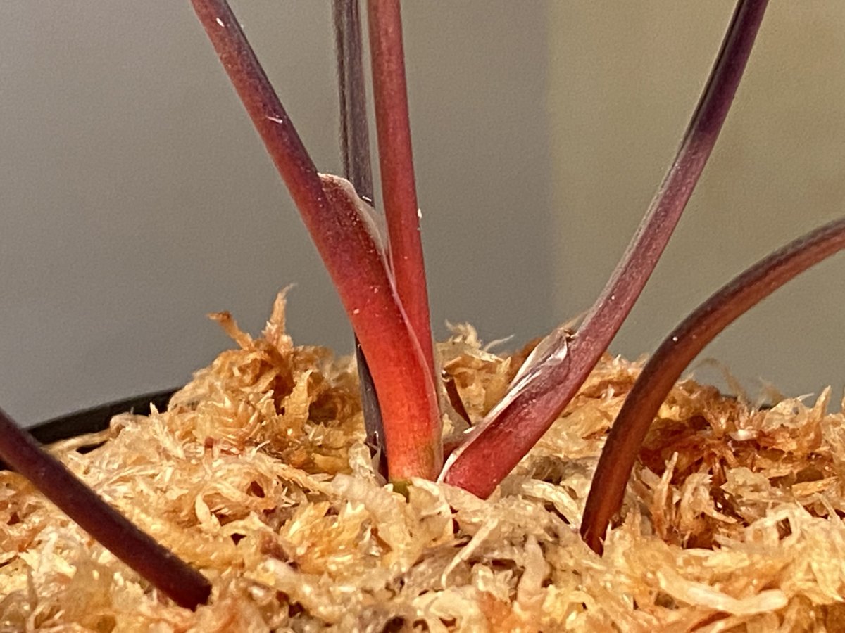 Homalomena sp.