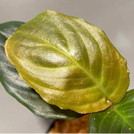 Unknown from Iquitos Peru [tanakay]