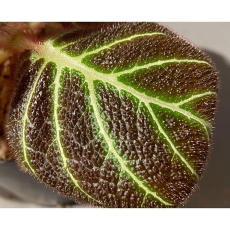 Pearcea hypocyrtiflora from Rio Napo Ecuador [tanakay] 白葉脈