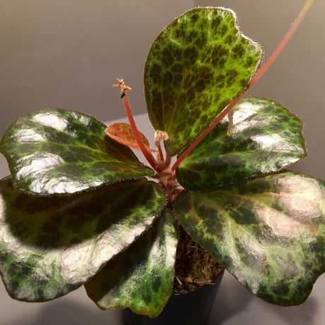 Begonia blancii
