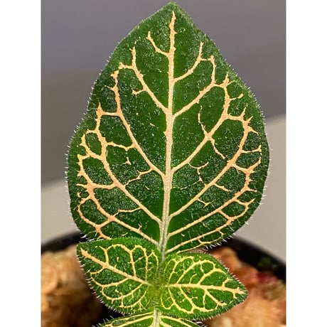 Argostemma neurocalyx from Riau sumatera [LA0815-02]