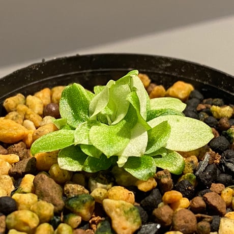 Schismatoglottis sp. "初霜錦" from Murung raya [LA0515-05]