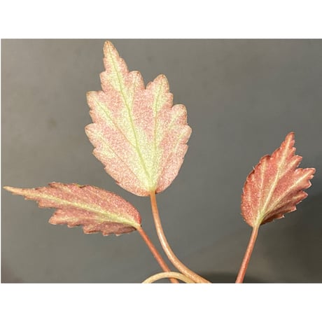 Begonia '煉獄-壱' [LA hyb.-f1-01]