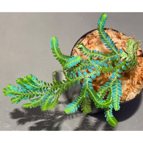 Selaginella willdenowii "variegata" 伊藤蟻植物農園 ④