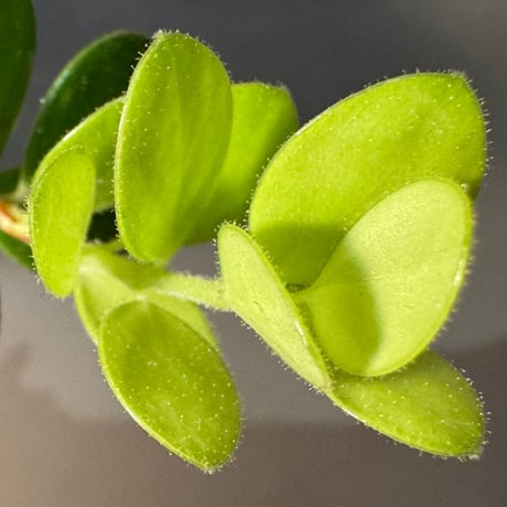 Plutarchia portillae [ECUAGENERA]