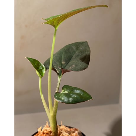 Syngonium sp. from Choco Colombia [tanakay]