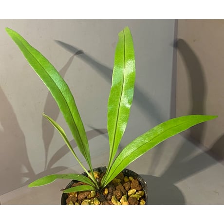 Asplenium sp. from Sangkhlaburi Kanchanaburi Thailand