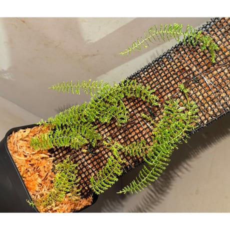 Lindsaea repens from Landak West Kalimantan