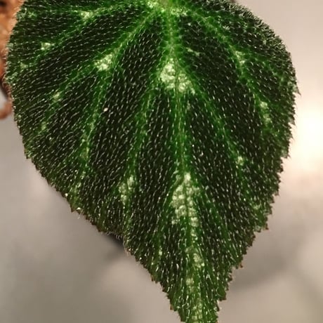 Begonia pustulata sp. from Mexico