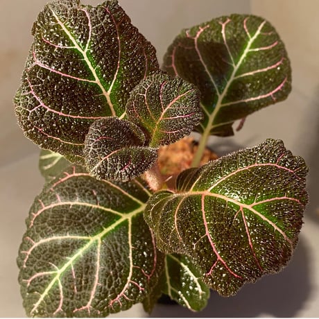 Pearcea hypocyrtiflora from Rio Napo Ecuador [tanakay] 赤葉脈