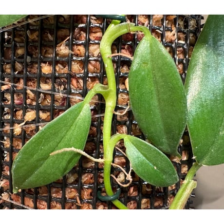 Philodendron sp. from Colombia [tanakay]