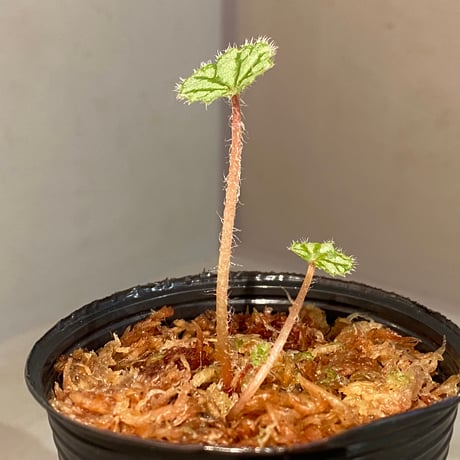 Begonia austroguangxiensis