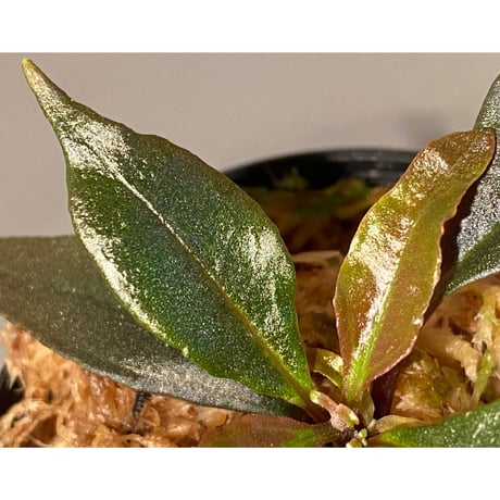 Medinilla sp. from Irian Jaya Papua