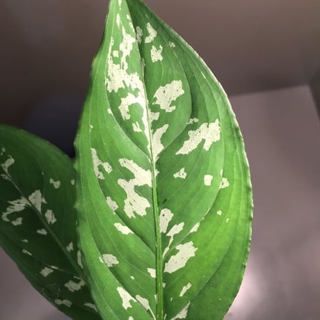 Aglaonema nebulosum from Kuala Rompin [TK220916-2] タグ付き