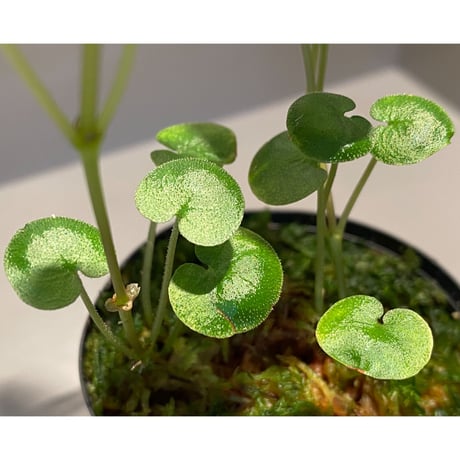Geophila repens from Iquitos Peru [tanakay]