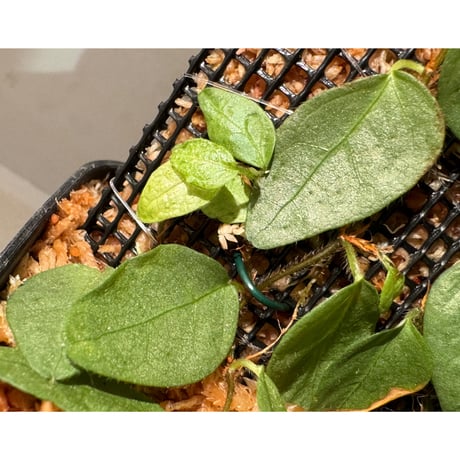 Ficus sp. from Murung raya [LA0515-05]