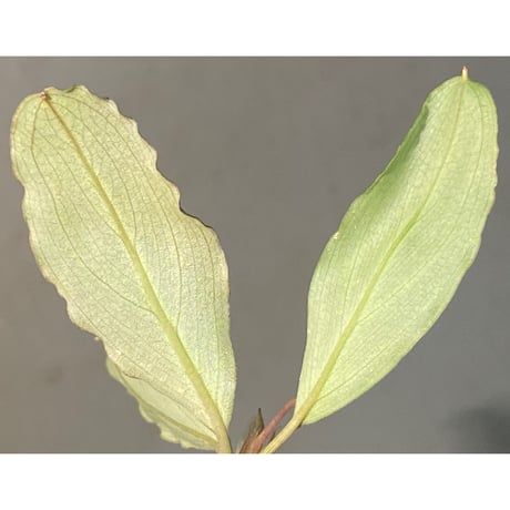 Bucephalandra sp. "Shining-Green" Kota baru timur-2 [AZ0311-12]