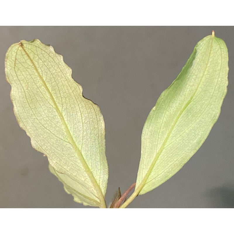 Bucephalandra sp. Bucephalandra sp.
