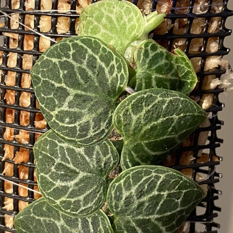 Rhaphidophora cryptantha