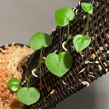 Peperomia sp. from Choco Colombia [tanakay]