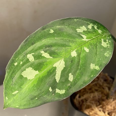Aglaonema pictum GW1707 "Padang sidempuan" [TB]