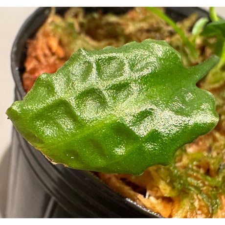 Cryptocoryne minima from Aceh sumatera [出射氏]
