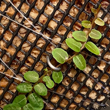 Marcgravia umbellata
