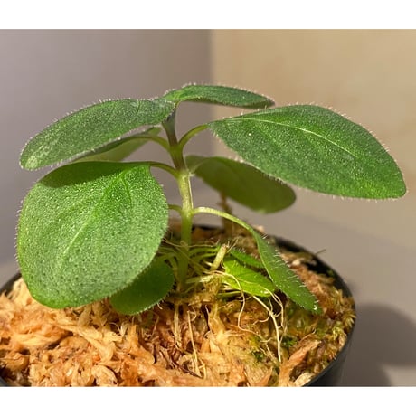 Gymnostachyum sp. from Tigalingga [HW0219-02]