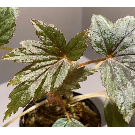 Begonia cv. Jaggy [LA0314-00-f1]