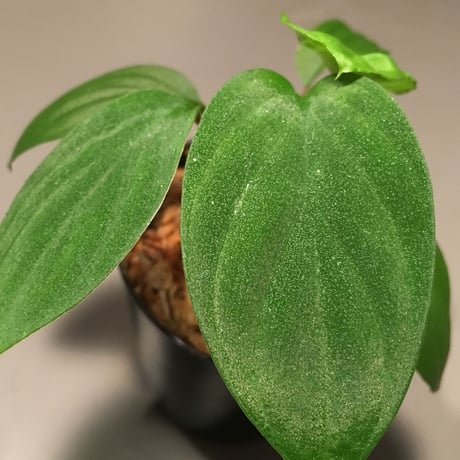 Homalomena sp. from Ranau [TK210217]