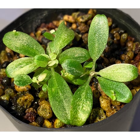 Schismatoglottis sp. "初霜錦" from Murung raya [LA0515-05]