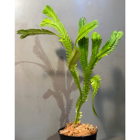 Selaginella sp. from Landak West Kalimantan ②