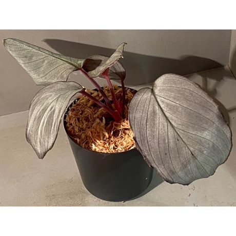 Homalomena sp. "Imperial Japanese Navy" from Resum P.Lingga [AZ0517-11]②