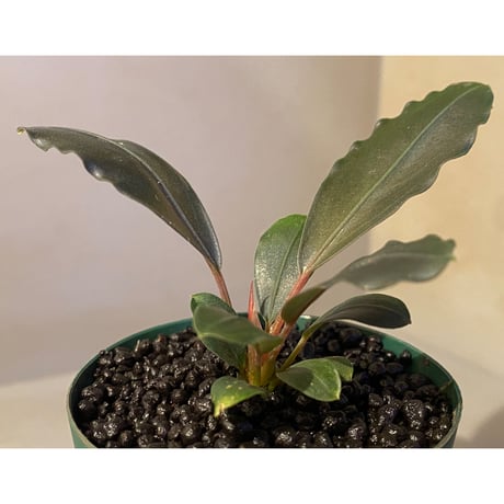 Bucephalandra sp. "Flamingo"