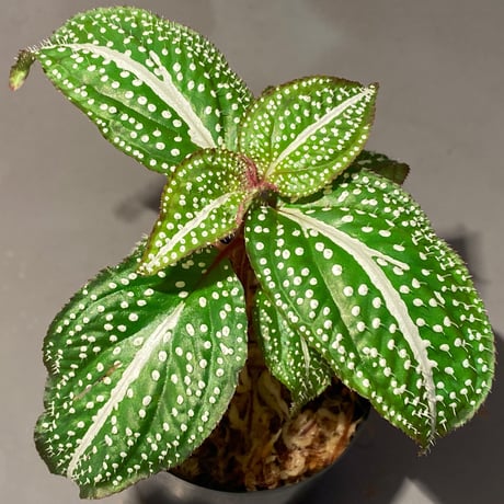 Sonerila sp. "White dot" [カミハタ]