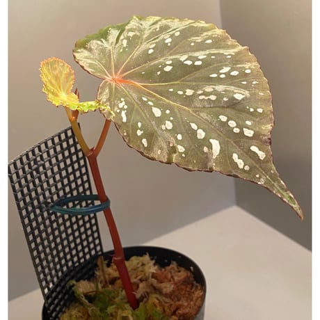 Begonia sp. from Aceh sumatera [LA1115-01T]