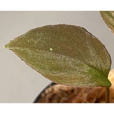 Homalomena sp. from Solok sumatera [LA0616-03] ②