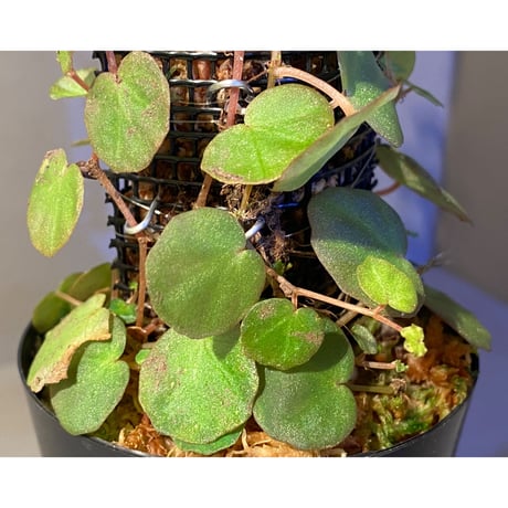 Begonia lichenora (sp.Mini) from Kalimantan Sarawak border [LA]