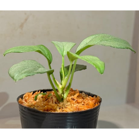 Homalomena sp. "Silver Emerald" from Riau [KN]
