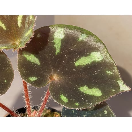 Begonia sp. from Cao Bang [YH251019] TK